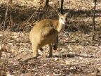 Wallaby.JPG (111 KB)